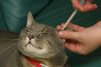 Medicine for hotsell cat hyperthyroidism