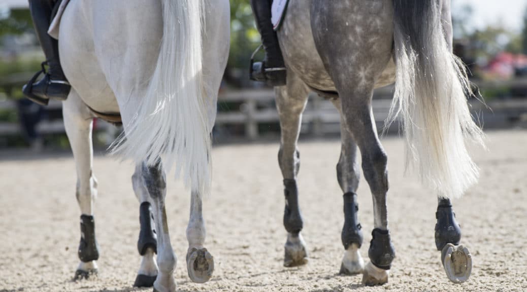 Horse legs, PEA,