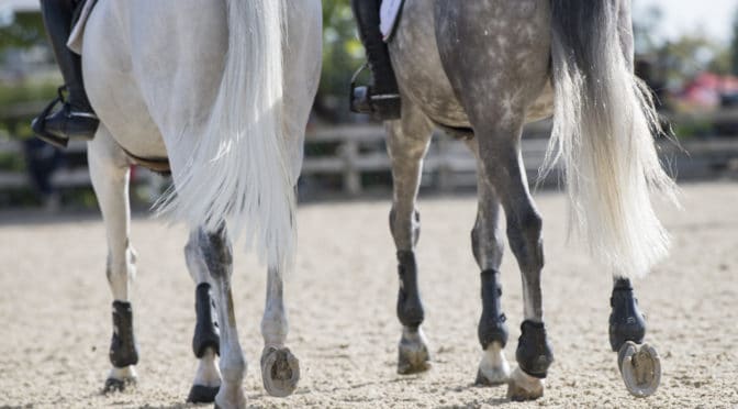 Horse legs, PEA,