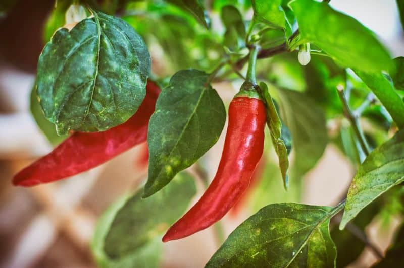 pain, capsaicin, pain management, opiods, analgesics, drugs, medication, medicine, knee, arthritis, chemotherapy, post-operative, diabetes, osteoarthritis, HIV, neuropathy, treatment, shingles, muscles, muscular, creams, topical, patches