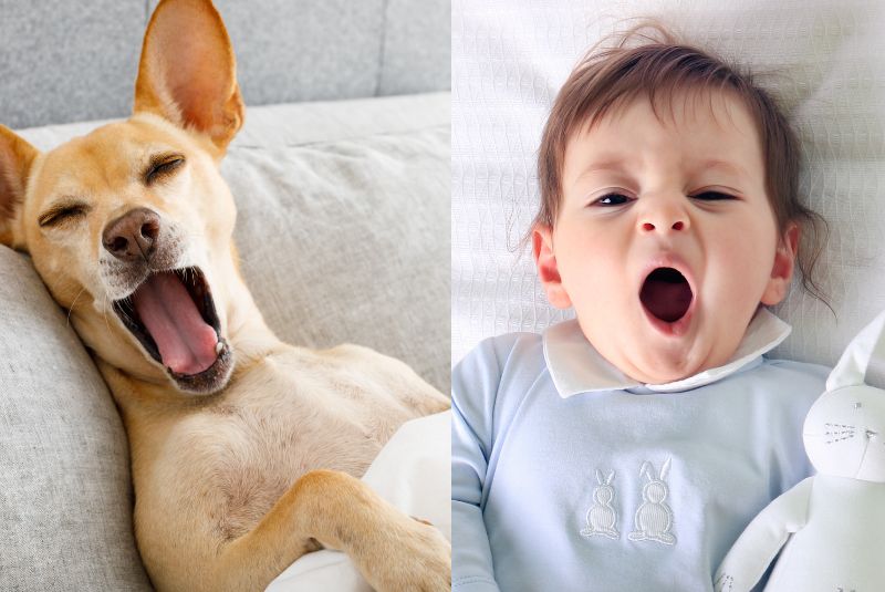puppy and baby side by side yawning